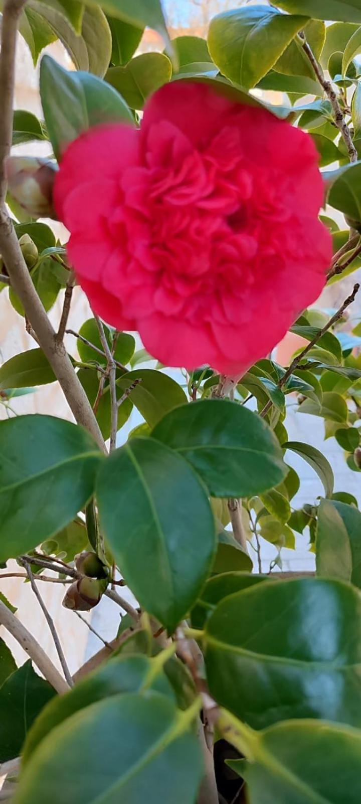 Pia'S House Garden Apartment Campobasso Luaran gambar